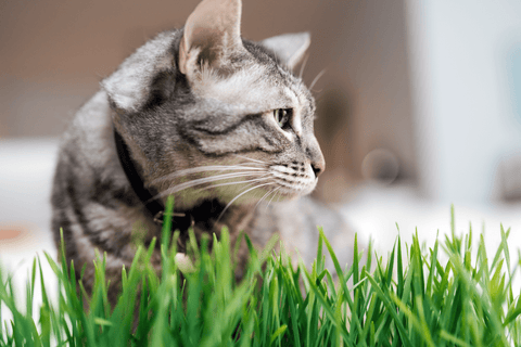 Sprouties Gift Card - Sprouties