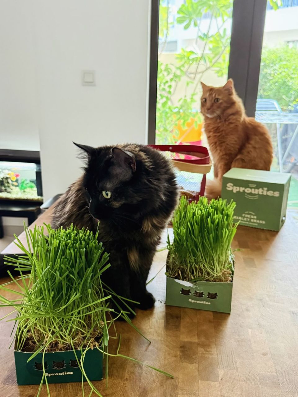 Two cats at home beside two boxes of fresh Sprouties grass.