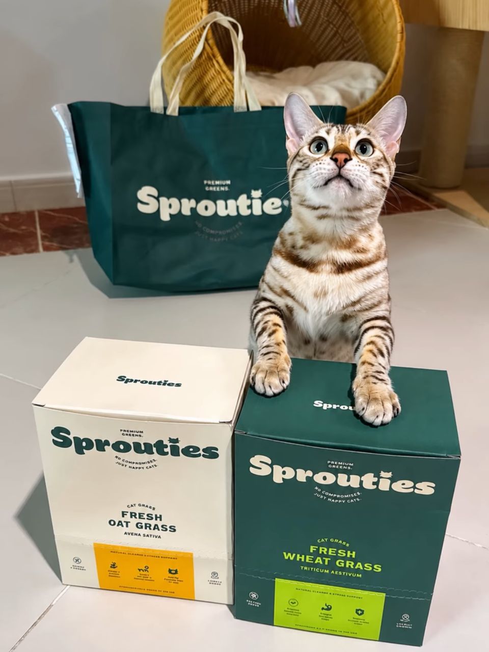 A spotted tabby cat standing up on Sprouties Oat and Wheat grass boxes.