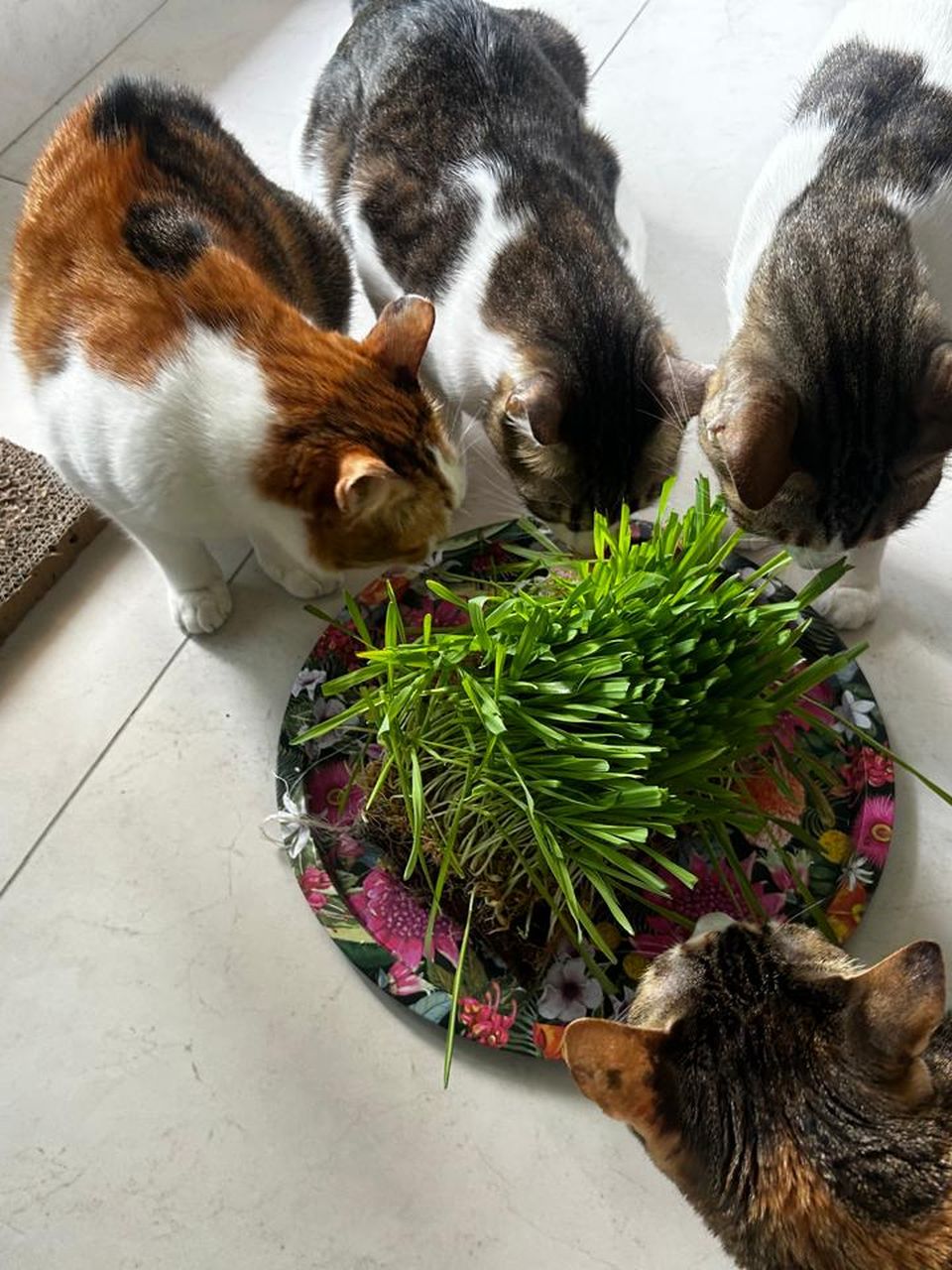 Four cats crowding round a tray of fresh grass on a tiled floor.