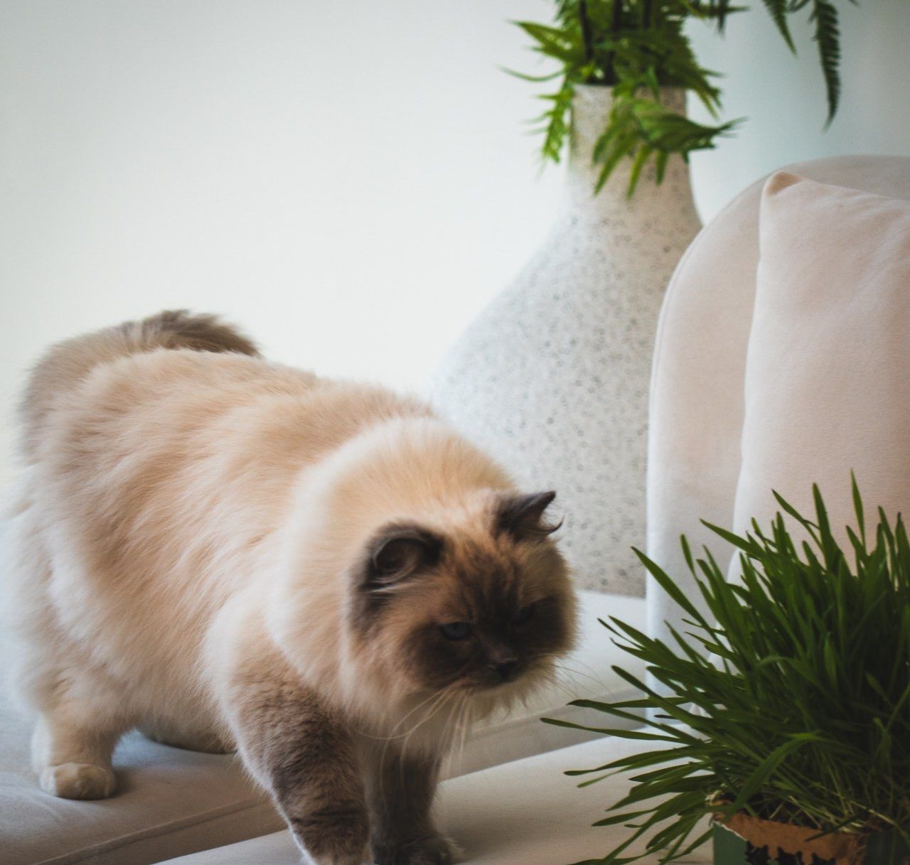 A long-haired cat walks across light sofa cushions toward an open box of grass.