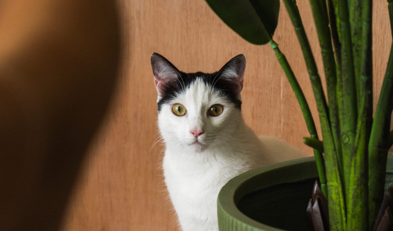 A black and white cat peeking out from behind a tall houseplant.
