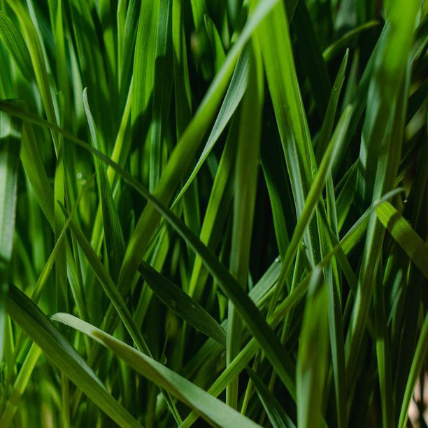 A dense macro shot of upright, vibrant green grass.