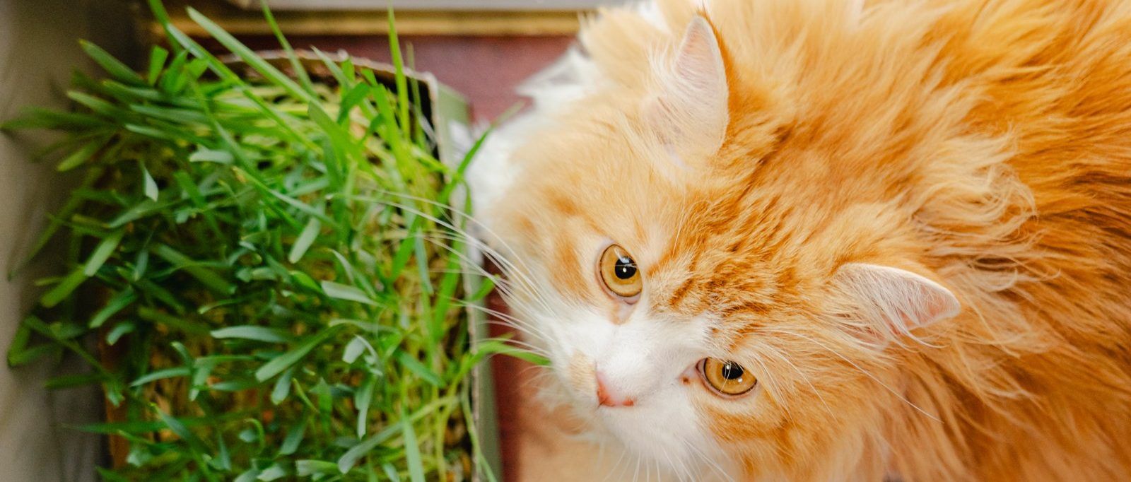 An orange-and-white long-haired cat looks up next to an open box of cat grass by a window.