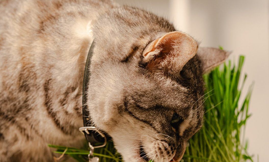 A tabby cat with a leather collar nibbles fresh grass from an open Sprouties box.