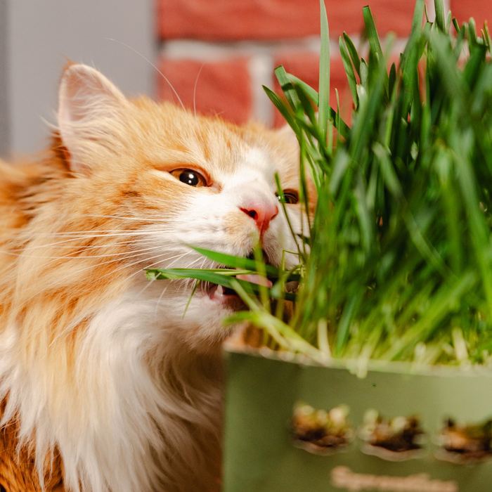 A ginger-and-white cat nibbles fresh grass from an open Sprouties box.