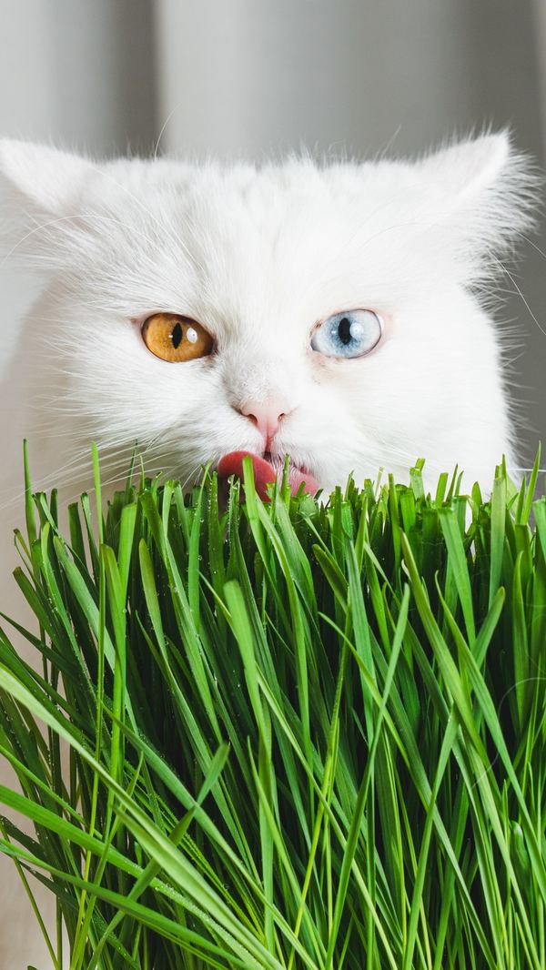 A white long-haired cat licks the tips of a bunch of cat grass.