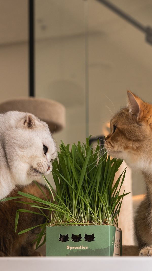 Two cats face each other across an open green Sprouties box.
