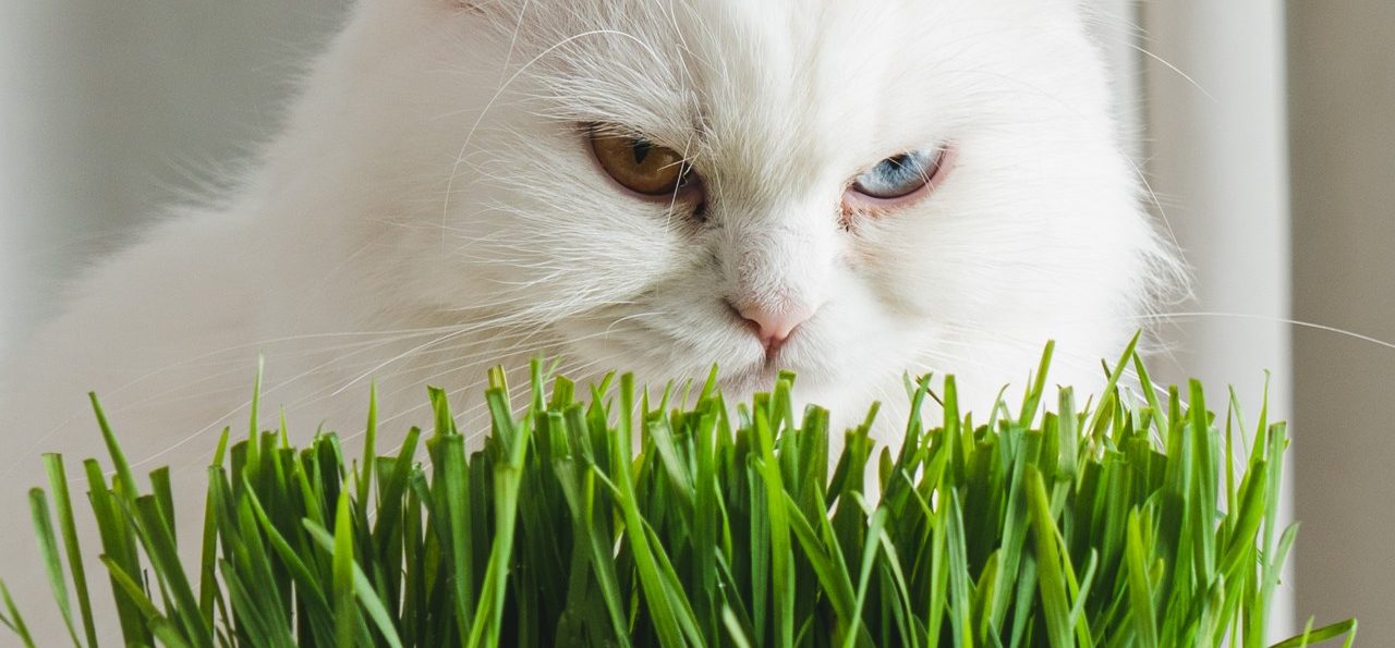A white cat with odd-coloured eyes looking over fresh green grass.